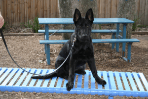 K-9iQ