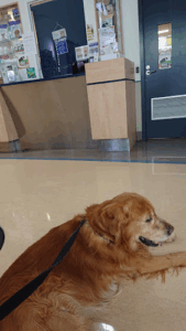 Lort Smith Animal Hospital