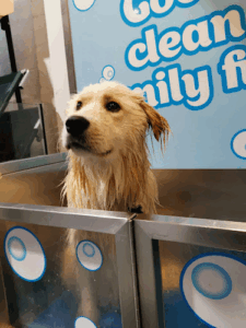 Petstock South Melbourne